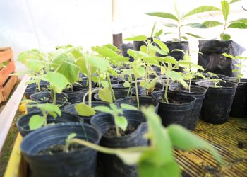 Entregaron un kit de riego para la huerta de la escuela José Amoroso