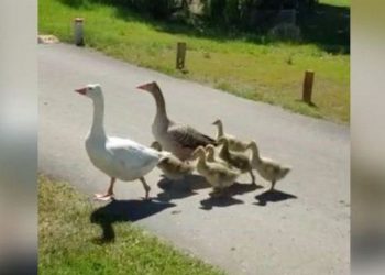 Polémica en otro barrio privado de Neuquén: ahora expulsan y faenan gansos silvestres