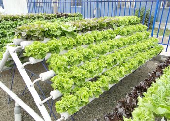 Alumnos de la escuela Martín Güemes producirán forraje hidropónico