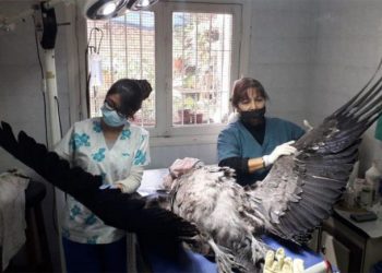 Rescataron un cóndor andino en Puente del Inca