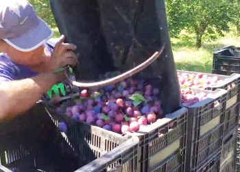 Reunión positiva del Clúster de Ciruela y el Ministerio de Economía de la Provincia