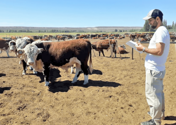 San Rafael encabeza las inversiones en Mendoza Activa Ganadería