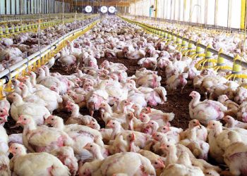 Se regularán los establecimientos avícolas en el departamento