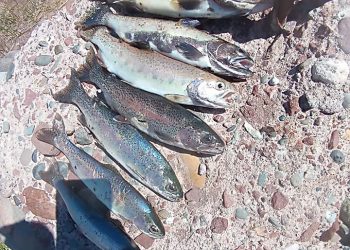 Ya se investigan las causas de la muerte de peces en la zona del embalse El Tigre