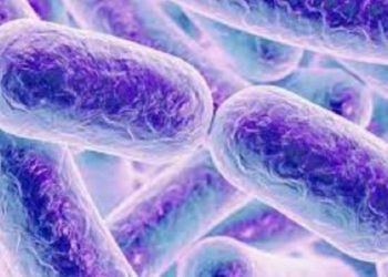 Alarma en el Reino Unido por la bacteria “come carne” que se transmite vía sexual