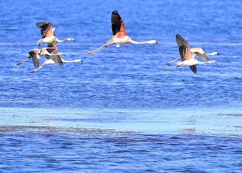 El Nihuil y Las Salinas: dos de los lugares de Mendoza donde nidifica el flamenco austral