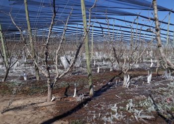 Graves daños por las heladas en la producción local