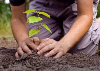 A fin de mes donarán árboles en el marco del proyecto “San Rafael Respira”