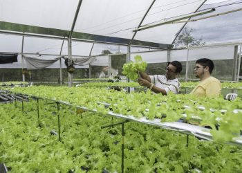 Frente a la crisis hídrica, el Municipio propone crear invernaderos hidropónicos