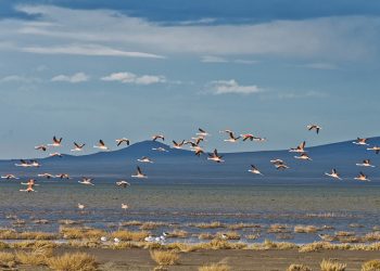 De Australia a Mendoza: el largo viaje de los flamencos para anidar en los humedales
