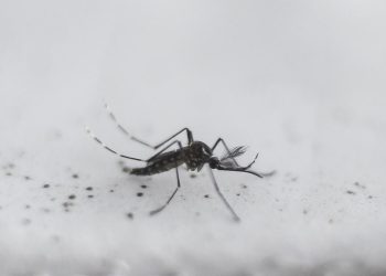 Dengue: investigadores desarrollaron un potente antiviral para tratar y prevenir la enfermedad