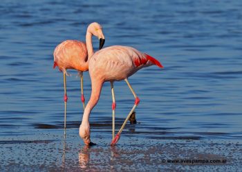 Mendoza es el segundo sitio de nidificación del flamenco austral en Sudamérica