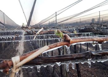 Alerta por heladas: sugieren tomar medidas preventivas