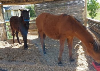 Sanrafaelina “adoptará” a un potrillo rescatado de las “fincas del horror”