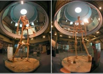 Los restos desenterrados en un pueblo de Ecuador que habrían pertenecido a gigantes de 7 metros