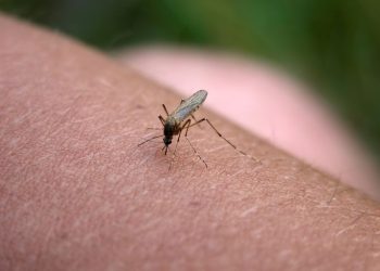 Preocupación en el mundo: Mosquitos en EEUU dieron positivo en el test de EEE, un virus potencialmente mortal