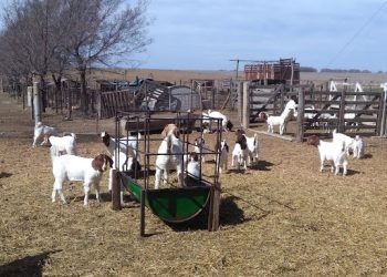Por la sequía productores caprinos sufren abortos y mortandad en vientres