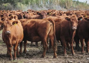 “Roban la carne para comerla”: el drama del productor que ya hizo 70 denuncias por robo de ganado en Entre Ríos