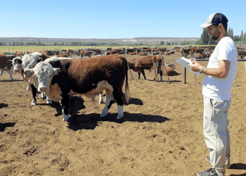 Proponen consolidar a Mendoza como provincia ganadera