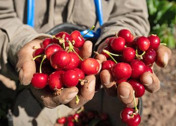 El Fondo de Integración y Desarrollo de la Cereza de Mendoza ya es ley