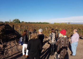 Viñedos y bodegas de Mendoza, el tour más valorados por turistas extanjeros que llegan al país