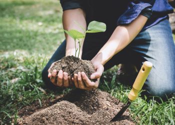 Una firma local entrega árboles autóctonos en el marco del proyecto «Reforestación Argentina»