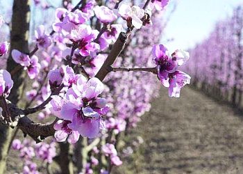 Heladas tardías: “Tenemos un daño en lo que es fruta de carozo, de aproximadamente un 80%”