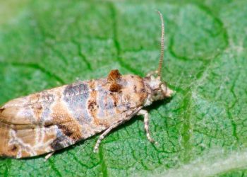 El Senasa incluyó a parte del departamento como “zona reglamentada por la plaga de lobesia botrana”