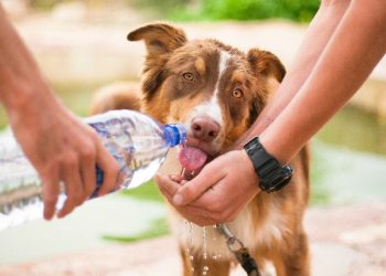 La realidad de nuestras mascotas ante las altas temperaturas