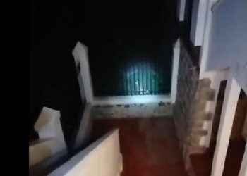 Córdoba: un puma se comió a cuatro gatitos y generó pánico entre los vecinos