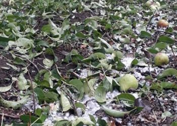 Declaran la Emergencia Agropecuaria para 15 distritos sanrafaelinos