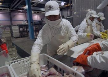 El Gobierno modificó el esquema de derechos de exportación para varios productos pesqueros