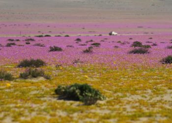 El desierto de Atacama está a un paso de convertirse en un laboratorio paleontológico mundial