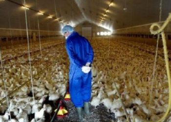 Francia decretó el confinamiento de aves de corral por alerta de gripe aviar