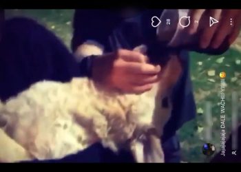 Indignación en redes por un video en el que jóvenes mendocinos le dieron fernet a un perro