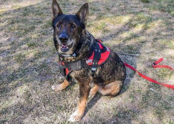 La perra que condenó a Gil Pereg: la historia de Ruca, la ovejero alemán que fue clave para desentrañar el doble femicidio de Mendoza