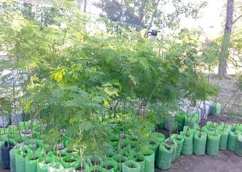 Pusieron en funcionamiento una «cadena de favores» que busca reforestar Argentina