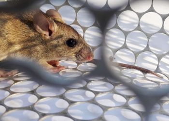Alerta  máxima: Una mujer de 33 años murió de hantavirus en Tucumán