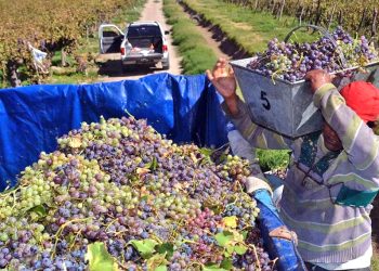 Buscan fomentar el “trabajo decente” en la cadena vitivinícola