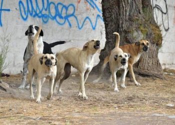 Nuevo ataque salvaje: un adolescente fue herido por una jauría de perros
