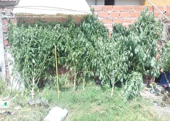 Colonia Gelman: hallaron más de 50 plantas de marihuana y aprehendieron a un hombre