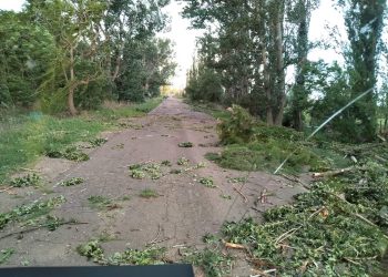 El viento provocó la caída de árboles y voladura de un techo