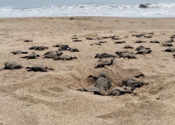 Inteligencia Artificial y conocimiento de indígenas se conjunta para salvar tortugas marinas