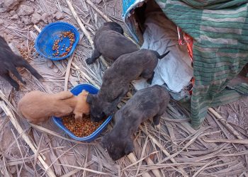 La Sociedad Protectora de Animales y Plantas hizo un balance de 2021