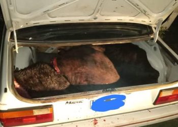 Alvear: llevaba dos novillos faenados en el baúl de un auto