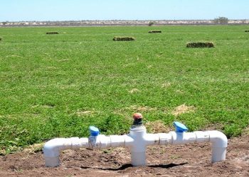Destacan el proyecto de riego por goteo subterráneo  para la producción forrajera