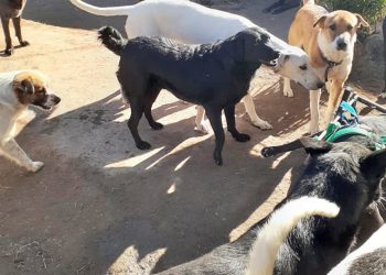 Un refugio canino ya tiene más de 100 perros y el Municipio intervino por reiteradas quejas de vecinos