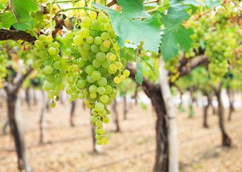 El departamento es uno de los principales productores de uva torrontés en Mendoza