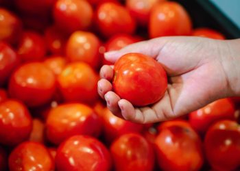 Afirman que durante esta semana ha descendido el precio del tomate