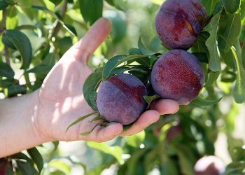 Se espera una sensible merma en los volúmenes de fruta a cosechar esta temporada